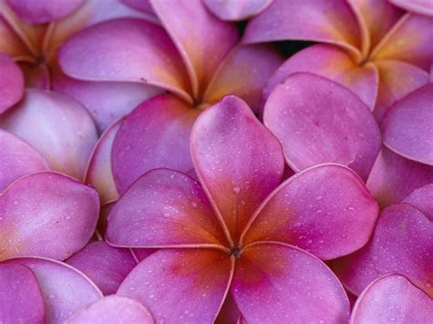 Flowers Hawaii Pink Flowers Plumeria Wallpapers Hd Desktop And
