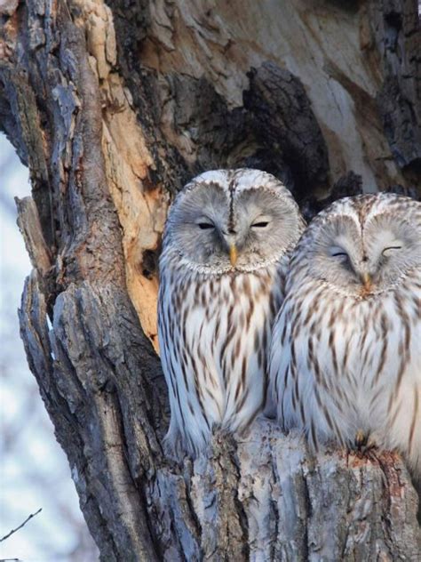 Winter Owls Bing Wallpaper Download