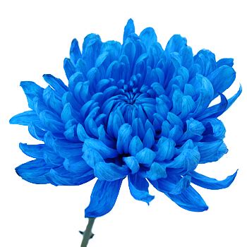 As blue skies and warmer weather appear, colorful blooms. protestaiaf - names dark colored flowers