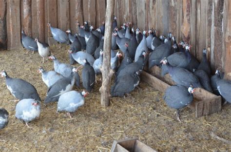 We did not find results for: Ciri-ciri telur ayam burung guinea
