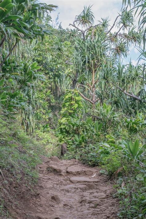 Tropical Trail With Lush Vegetation Stock Photo Image Of Exotic Lush