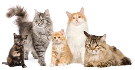 Cat breed info will inform you about all the types of cat breeds and will ensure that you and your new kitty are a perfect match! Top 10 Most Popular Cat Breeds - Slideshow