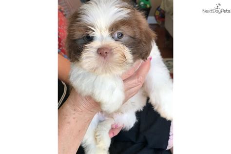 Our shih tzu puppies for sale are akc registered with champion linage. Odie: Shih Tzu puppy for sale near Detroit Metro, Michigan. | 798d6b5a-1f91