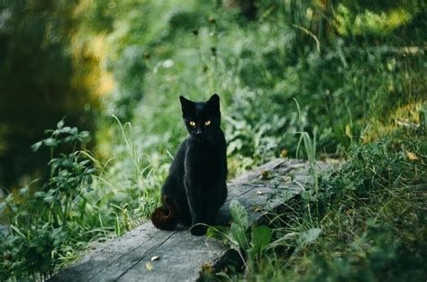 Cat Symbolism And Meaning And The Cat Spirit Animal Uniguide