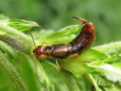 Forficula Auricularia é Perigoso