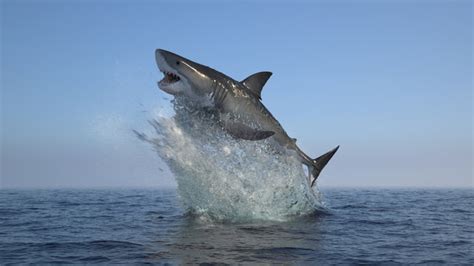 Shark Jump Images Browse 14793 Stock Photos Vectors And Video