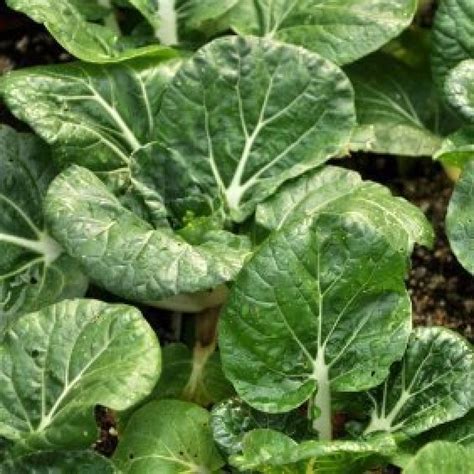 We did not find results for: Growing Chinese Cabbage | ThriftyFun