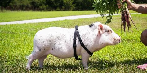 What Its Like Having A Mini Pet Pig Caring For Miniature Pigs