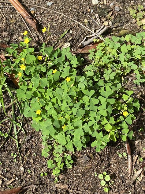How To Get Rid Of Oxalis In 2024 Kill And Control Oxalis In Lawn Lawn