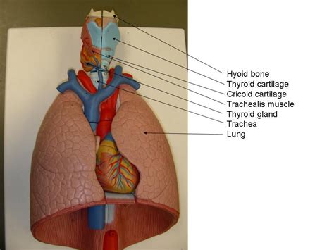 Human torso model showing pancreas & spleen (liver & stomach removed). Respiratory System Models - Larynx, Trachea, Lungs ...