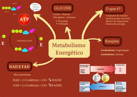 Mapa Mental Metabolismo Energético