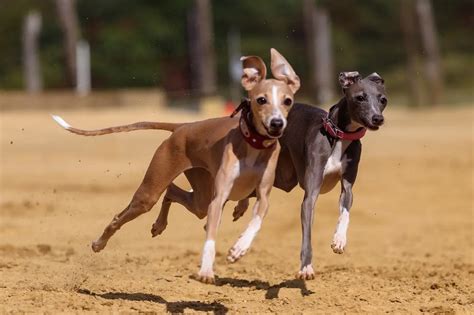 How Fast Can Dogs Run Breed Speeds Explained Dog Food Care