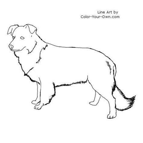 Border Collie Dog Standingcoloring Page Border Collie Border Collie
