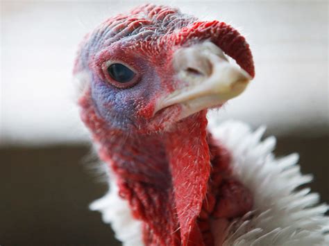 Why Does The Price For Turkeys Fall Just Before Thanksgiving The