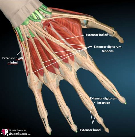 Hand Finger Normal Ultrasoundpaedia