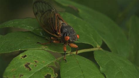 17 Year Cicadas Swarm Parts Of Iowa Youtube