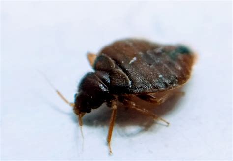Can Your Home Be Infested With Bed Bugs Even If You Have Not Traveled