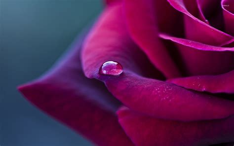 Water Drop On A Purple Rose Wallpaper Flower Wallpapers 42045