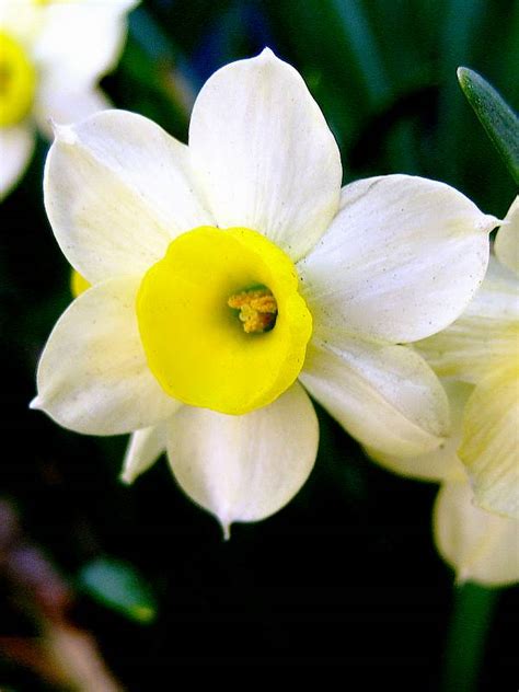 RW PAISAGISMO: FLORES: NARCISO