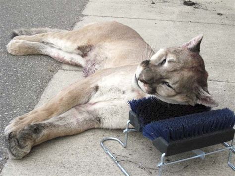 Southern Minnesota Man Pleads Guilty To Fatally Shooting Cougar Last