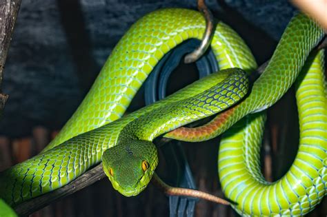 Line Venomous Snake Green Free Photo On Pixabay