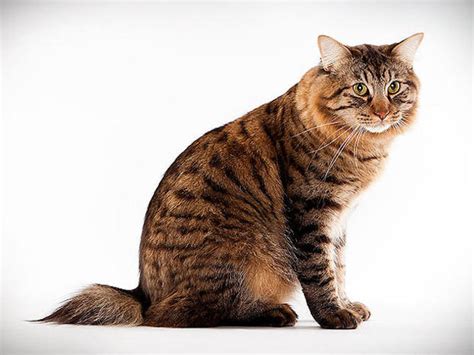 American Bobtail Cat Breeds Cats In Care