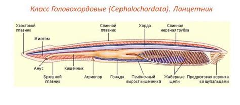 Circulatory system of the lancelet: features of the structure