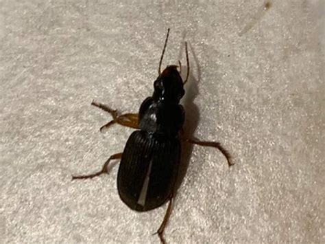 Zur bekämpfung des brotkäfers ist der faktor zeit besonders wesentlich. Was für ein Käfer ist das (Laufkäfer, Mehlkäfer, Schabe ...