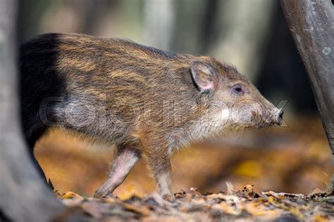 Baby Wild Boar Sus Scrofa Running Red Stock Image Colourbox