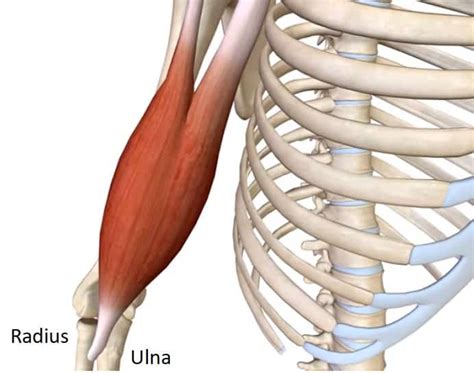 Parts Of The Biceps