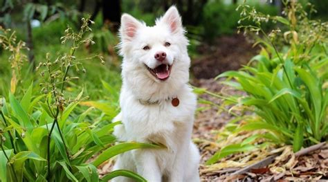 Petsafe vs. extreme dog fence: which one should you buy?