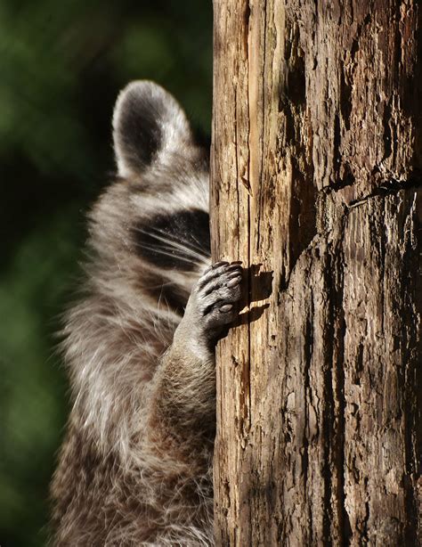 Hd Wallpaper Black Animal On Brown Tree Trunk Raccoon Hide Funny
