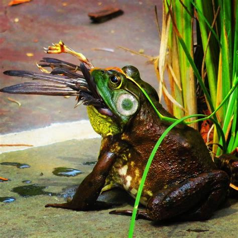 Bullfrog Catches And Eats A Bird Rnatureismetal