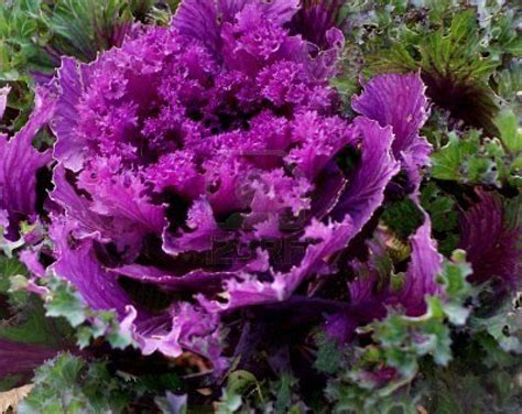 Purple Kale Flowering Kale Edible Garden Beautiful Flowers