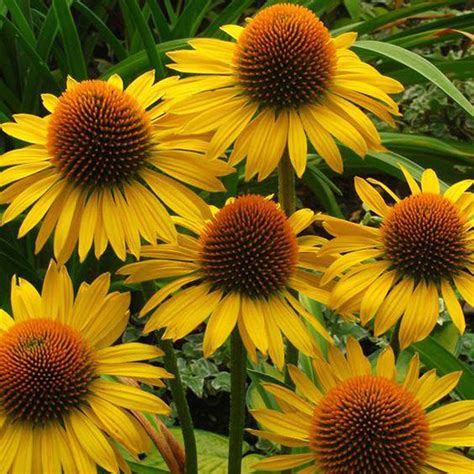 Sunshine is sporadically blemished by minor faults, such as when murphy's law is being followed a bit too rigorously to up the excitement. Maui Sunshine Echinacea Plants for Sale (Coneflower ...