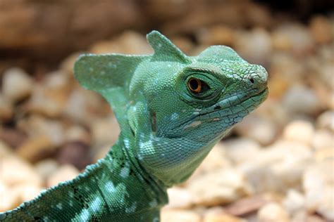 Angry Lizard Stare Stock Photo Download Image Now Basilisk 2015