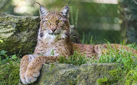 Fond Décran Animaux La Nature Faune Gros Chats Zoo Lynx Chat