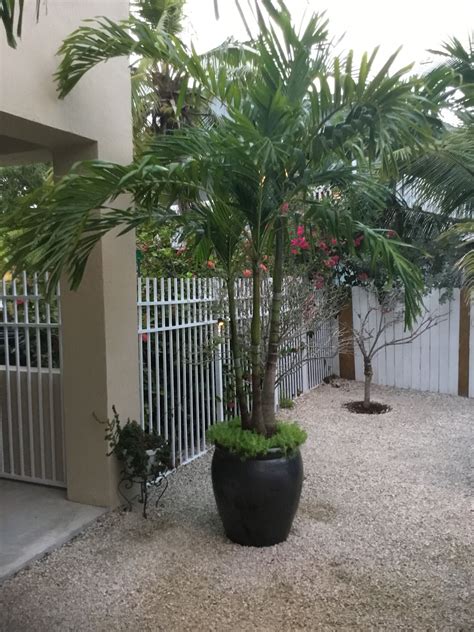 Potted palms | Tropical landscaping, Potted palms, Garden