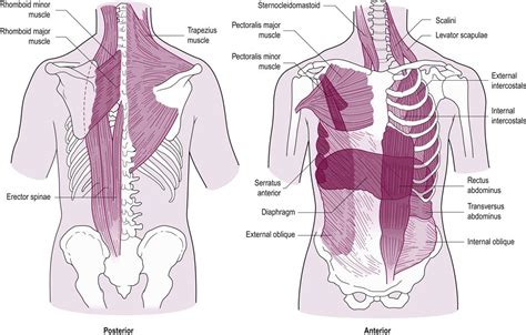 The Aging Bony Thorax Musculoskeletal Key