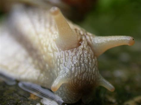 Free snail close up Stock Photo - FreeImages.com