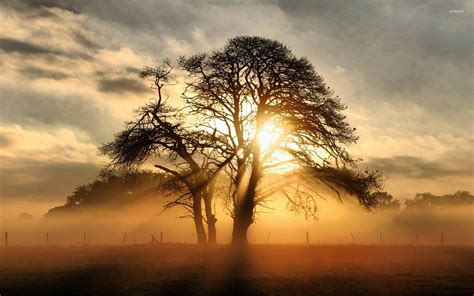 Misty Sunrise Behind The Tree Wallpaper Nature Wallpapers 29179