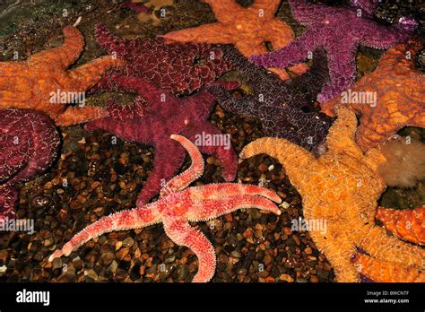 Ochre Sea Star Pisaster Ochraceus And Rainbow Sea Star Orthasterias