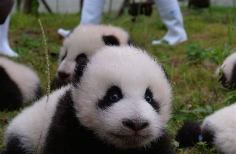 36 Baby Giant Pandas Make Their Roly Poly Public Debut Treehugger