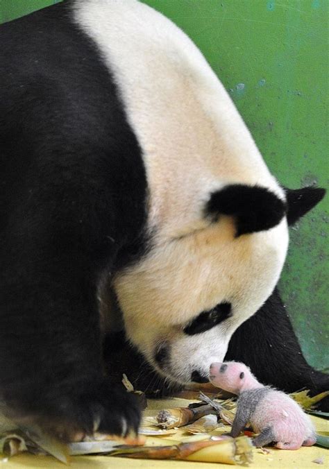 One Newborn Panda Triplet Gets Alone Time With Mom From Baby Panda