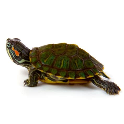Baby Red Ear Slider Turtles | Red eared slider turtle ...