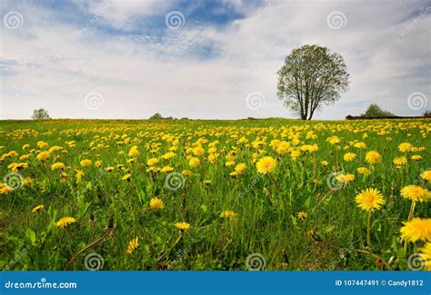 Field With Dandelions And Blue Sky Stock Image Image Of Daylight