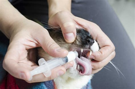 How To Give Cat Oral Medicine Cares Healthy