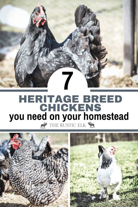 7 Heritage Chicken Breeds For Your Homestead Heritage Chicken Breeds