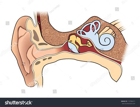 Human Ear Anatomy Stock Vector Illustration 113796511 Shutterstock