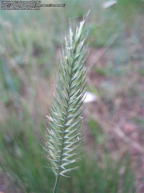 Pines wheat grass is the young wheat plant, grown under optimum conditions, carefully harvested at it's nutritional maximum, dehydrated, and bottled for your convenience. PlantFiles Pictures: Desert Wheat Grass (Agropyron desertorum) by Xenomorf